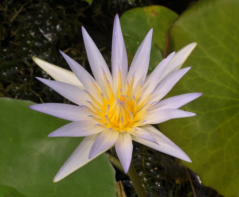 Nymphaea caerulea.