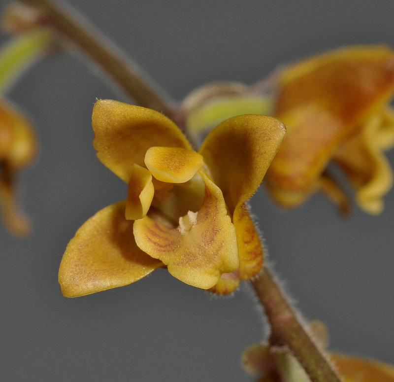 Polystachya sp. Close-up.