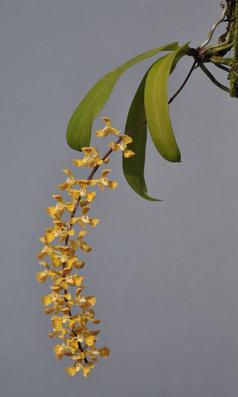 Rhinerrhizopsis engleriana cf.