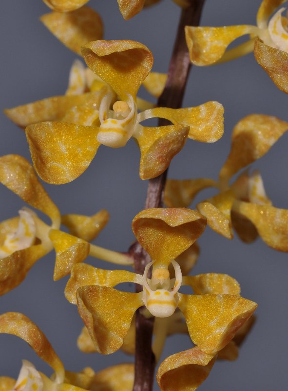 Rhinerrhizopsis engleriana cf. Close-up.