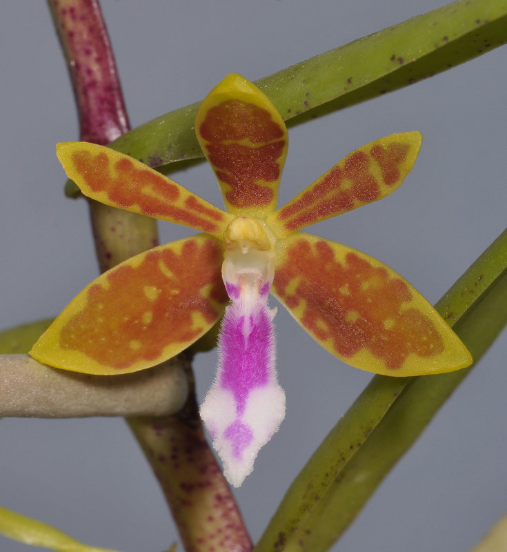 Trichoglottis sp. Close-up.