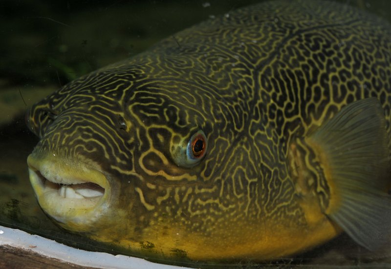 kew POW Conservatory. Pufferfish.