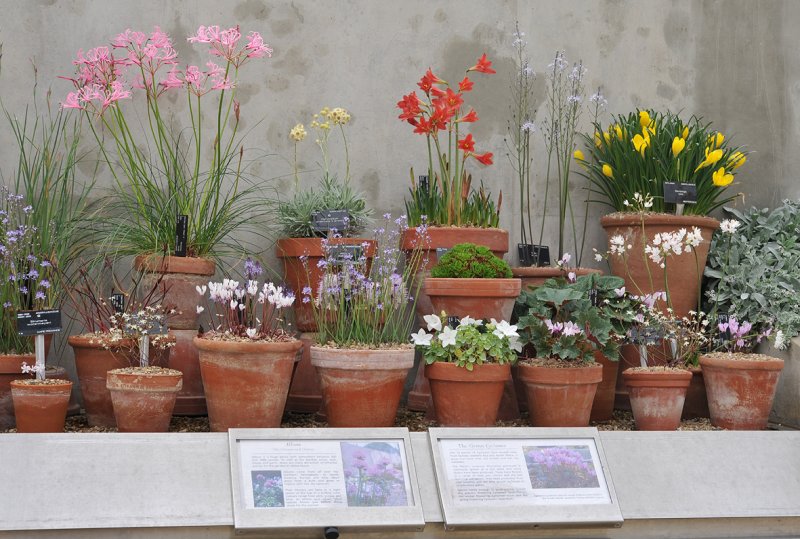 Kew. Alpine house. Bulb display.