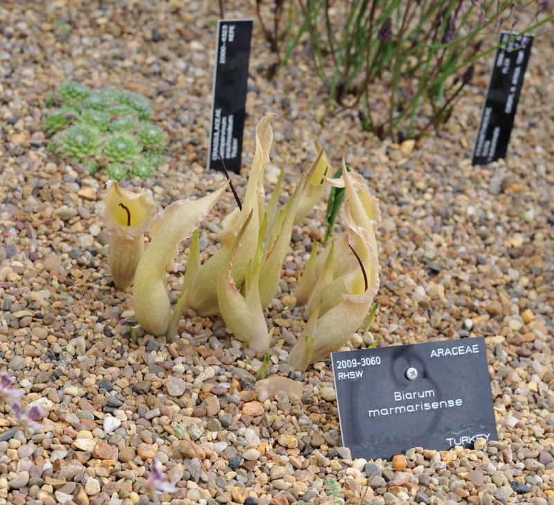 Kew. Alpine house. Bulb display.