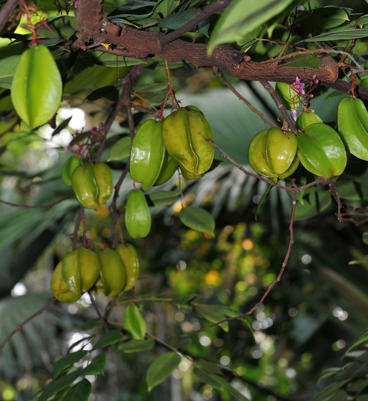 Kew. Carambola