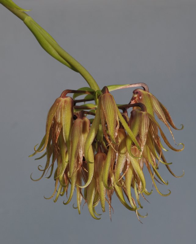 Bulbophyllum ichthyosme. Closer.