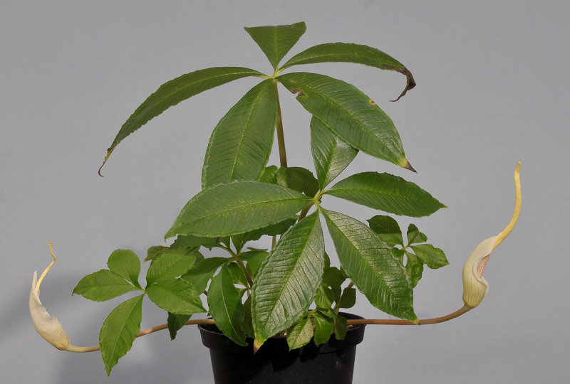 Amorphophallus myosuroides