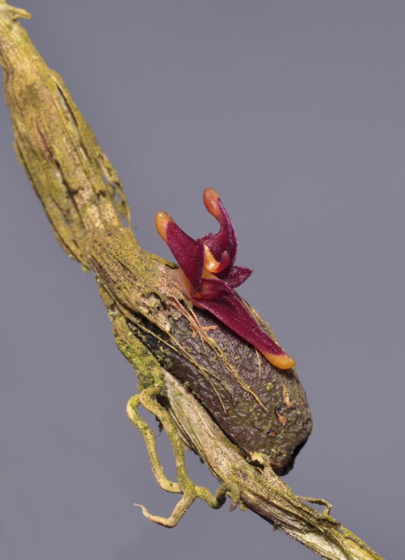 Bulbophyllum sp. Malcolm.