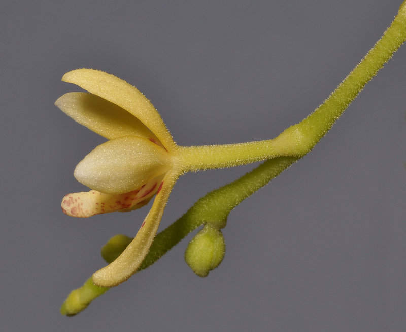 Pteroceras muluense. Close-up side.