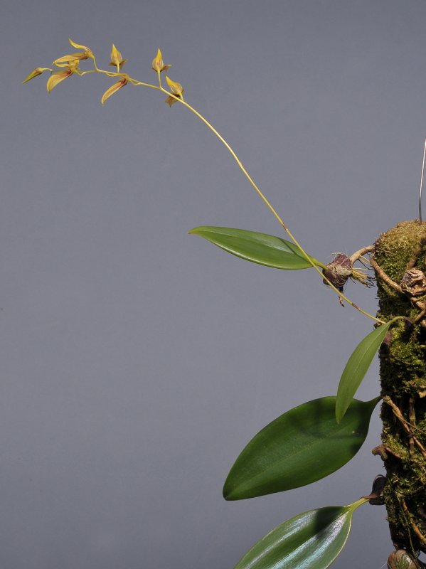 Bulbophyllum callichroma