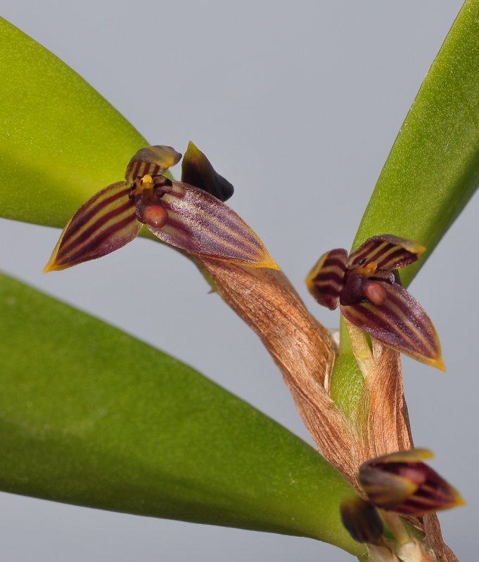Bulbophyllum sp. Closer.