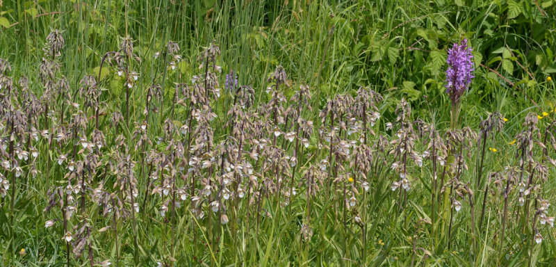 Epipactis palustris and Dactylorhiza praetermissa.