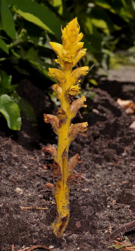 Orobanche salviae