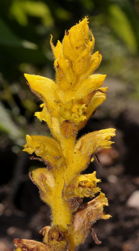 Orobanche salviae. Closer.