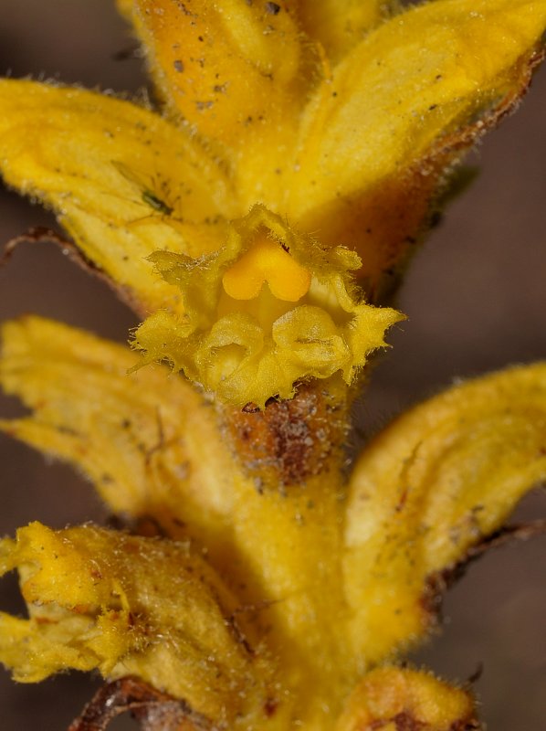 Orobanche salviae. Close-up.