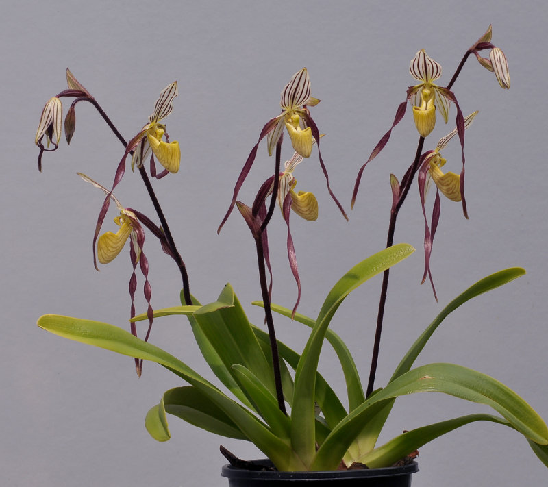 Paphiopedilum philippinense