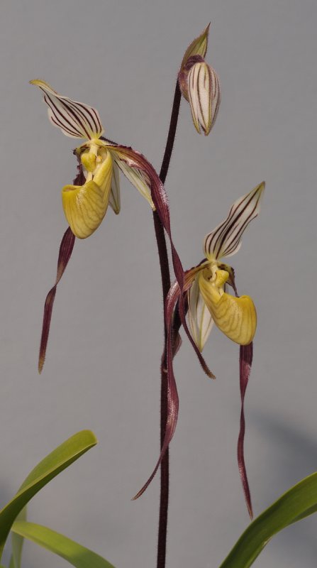 Paphiopedilum philippinense. Closer.