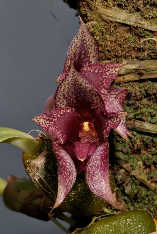 Bulbophyllum agastor. Close-up.