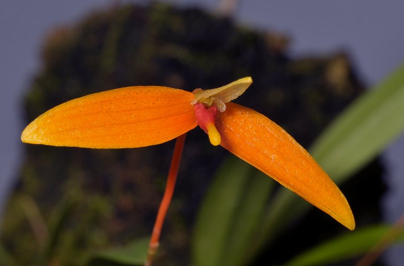 Bulbophyllum hodgsonii. Close-up.