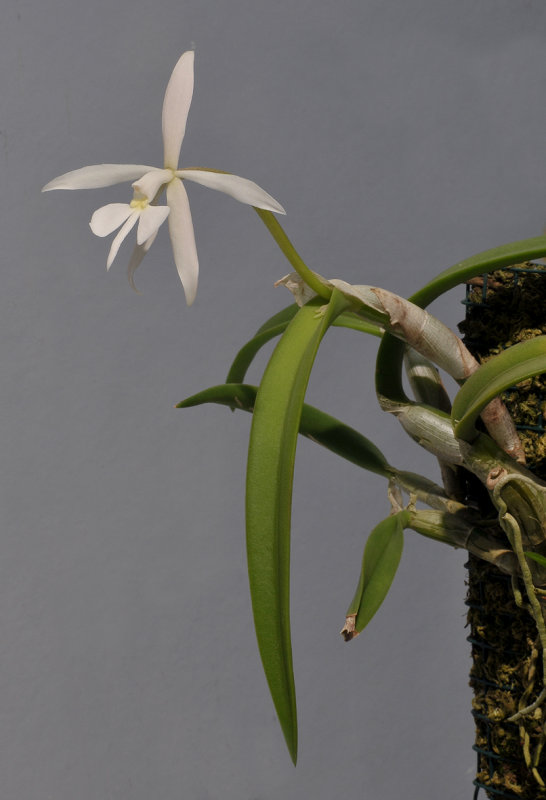 Epidendrum falcatum