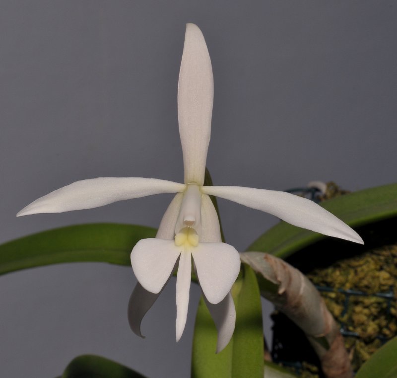 Epidendrum falcatum. Closer.