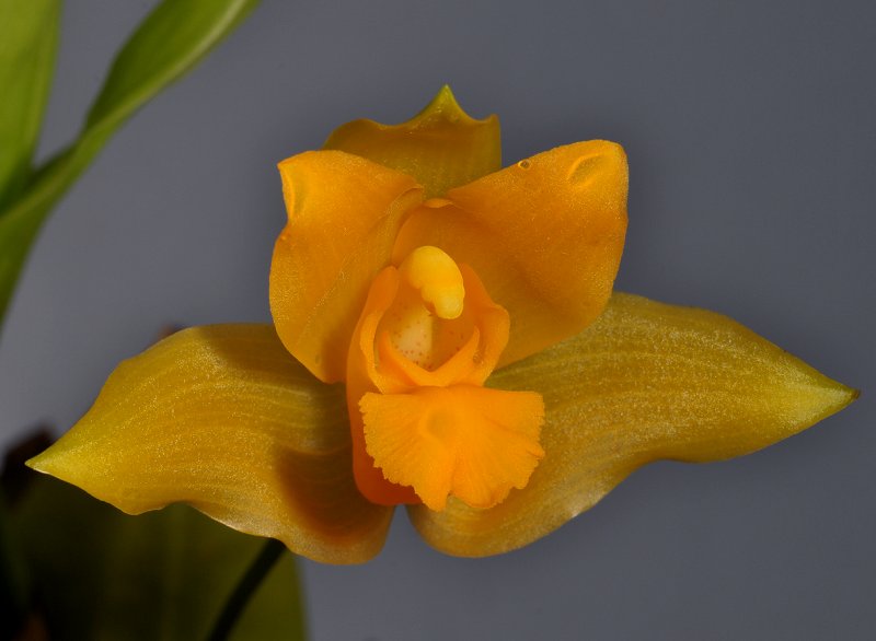 Lycaste cochleata. Close-up.