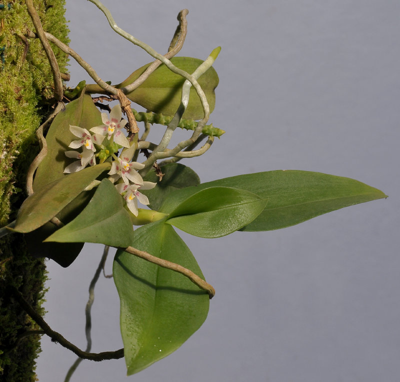 Pteroceras fragrans