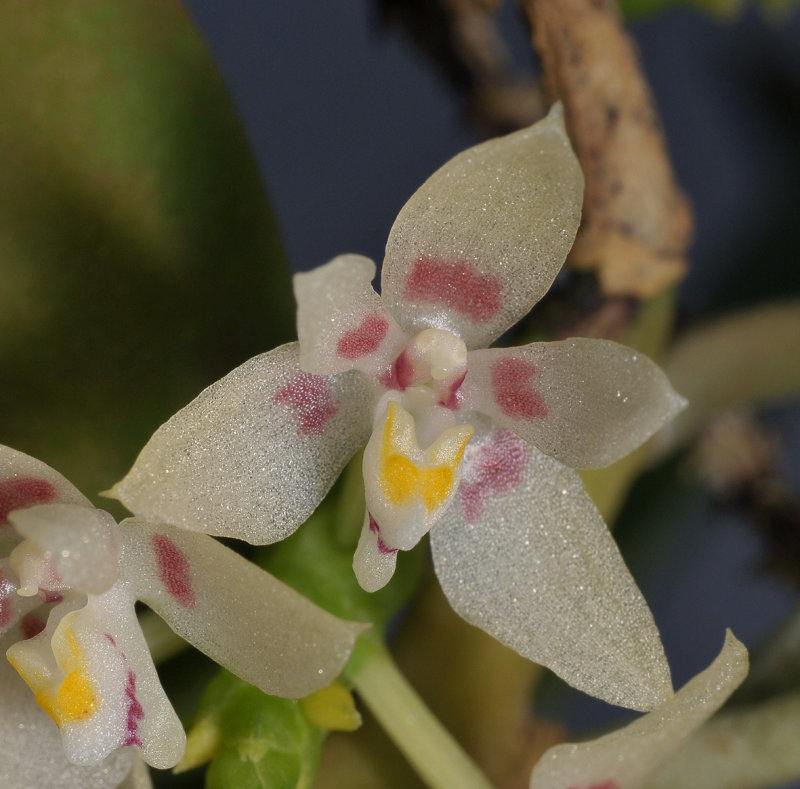 Pteroceras fragrans. Close-up.