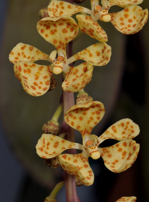 Rhinerrhizopsis moorei. Close-up.