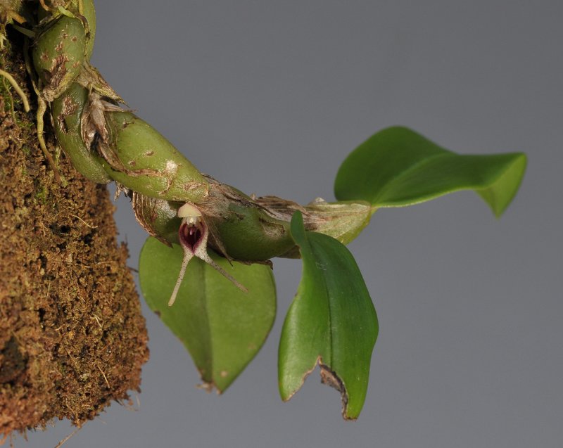 Bulbophyllum bicaudatum aff.