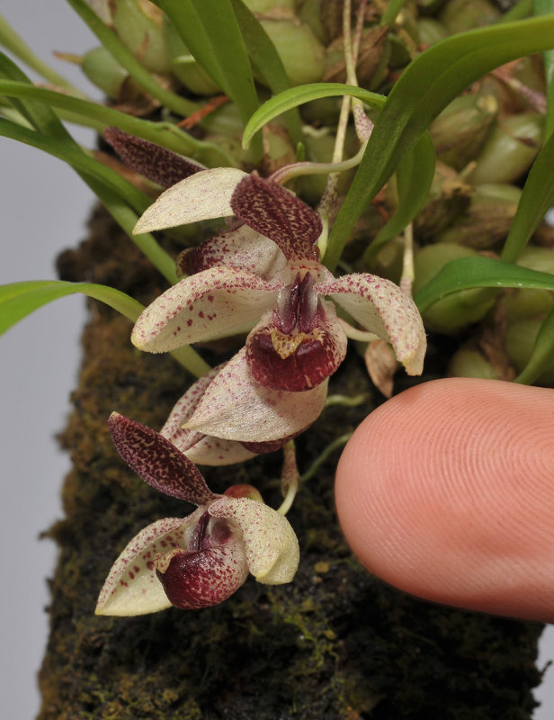 Pedilochilus guttulatus. With finger.