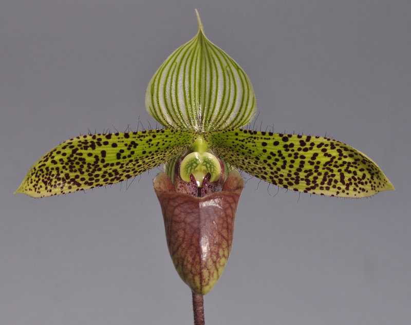 Paphiopedilum sukhakulii