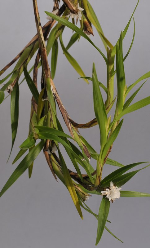 Agrostophyllum superpositum