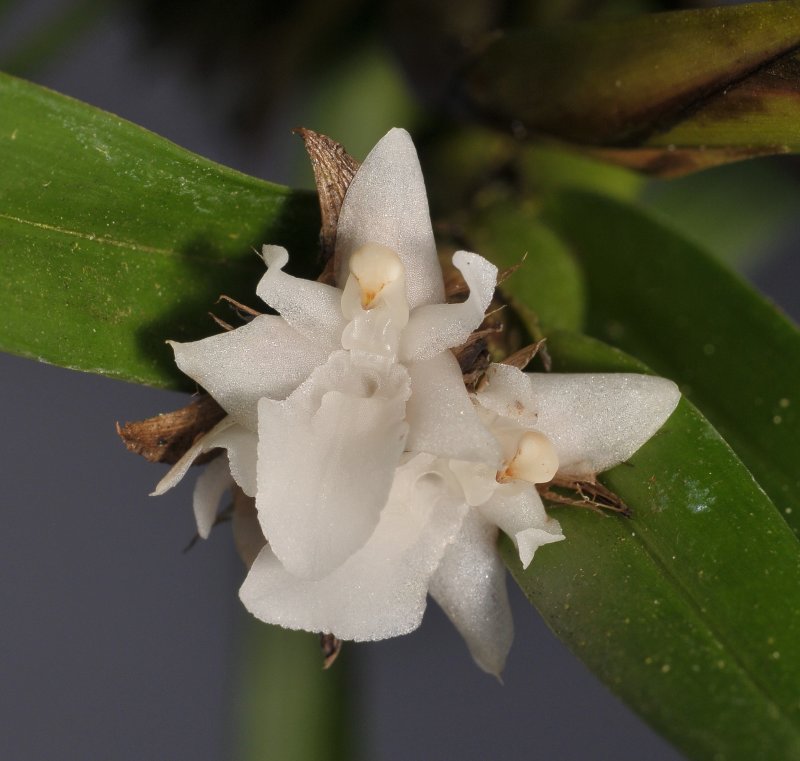 Agrostophyllum superpositum. Closer.