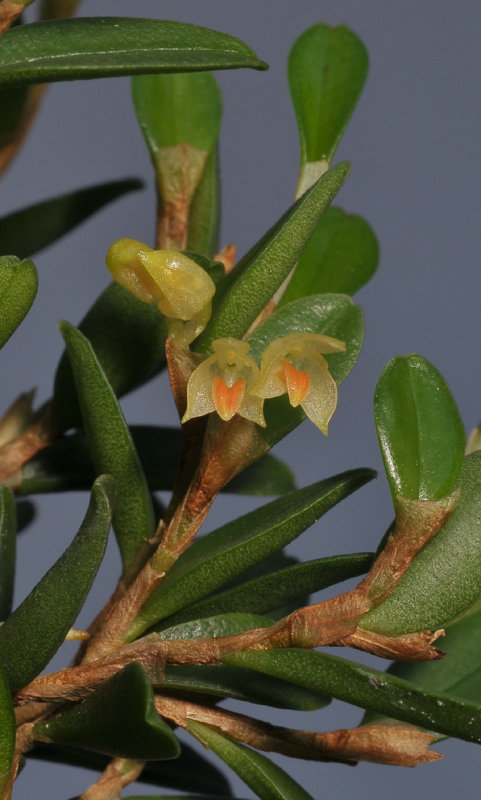 Bulbophyllum mutabile