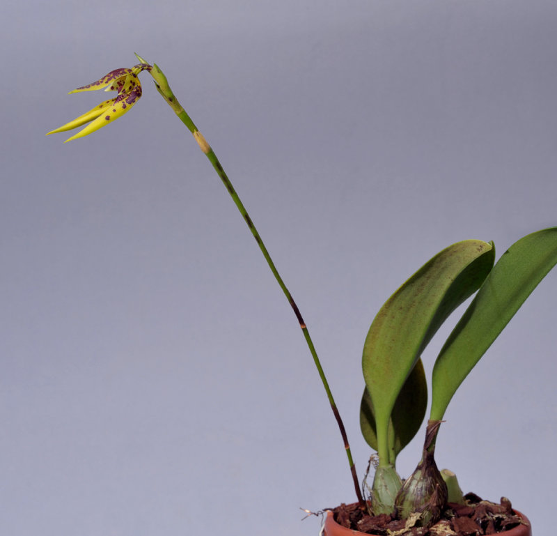 Bulbophyllum oobulbum