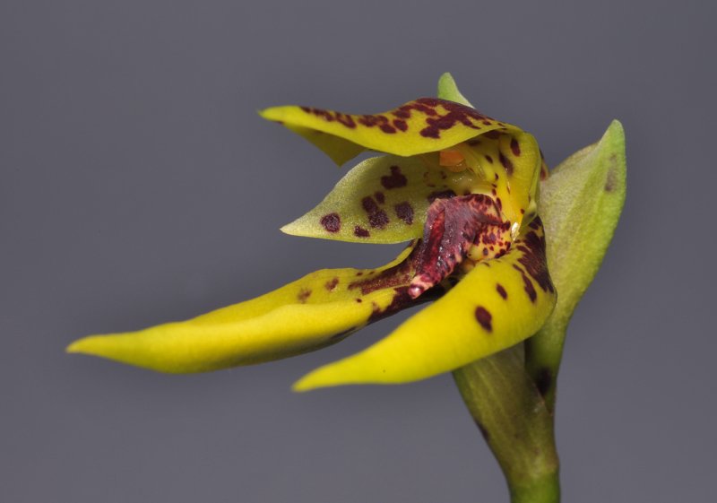 Bulbophyllum oobulbum. Closer.