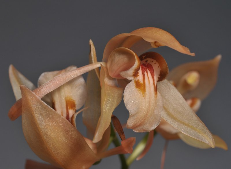 Coelogyne fuscescens. Close-up side.
