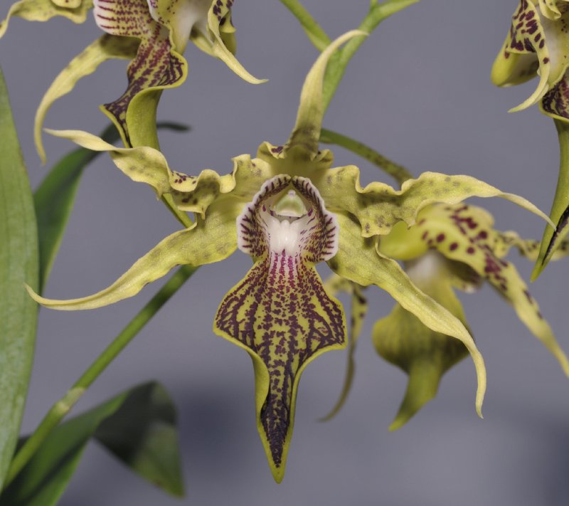 Dendrobium alexandrae. Close-up.