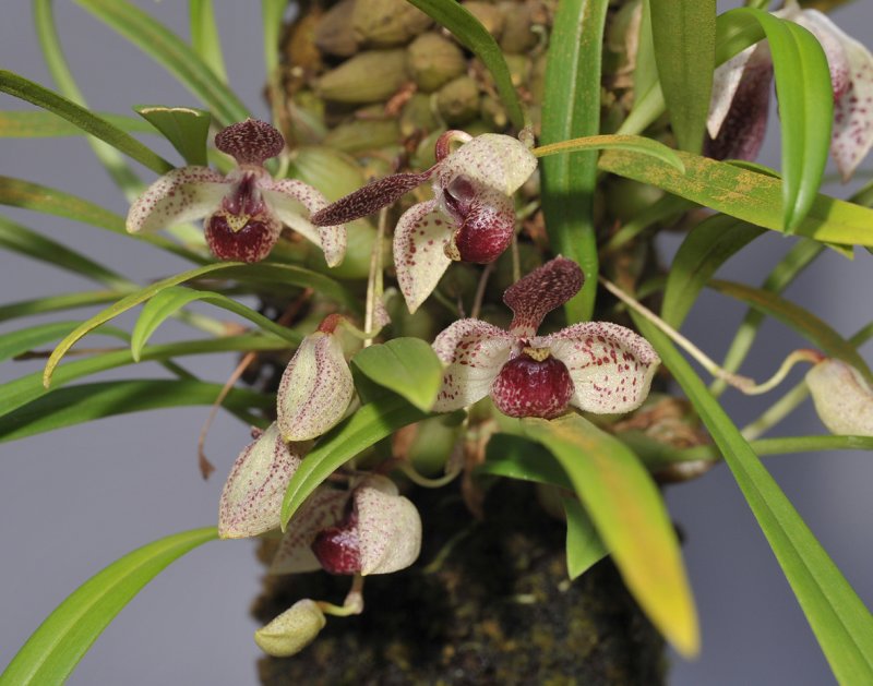 Pedilochilus guttulatus. Closer.