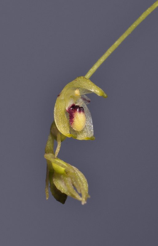 Bulbophyllum sp. sect. lepanthanthe. Close-up.