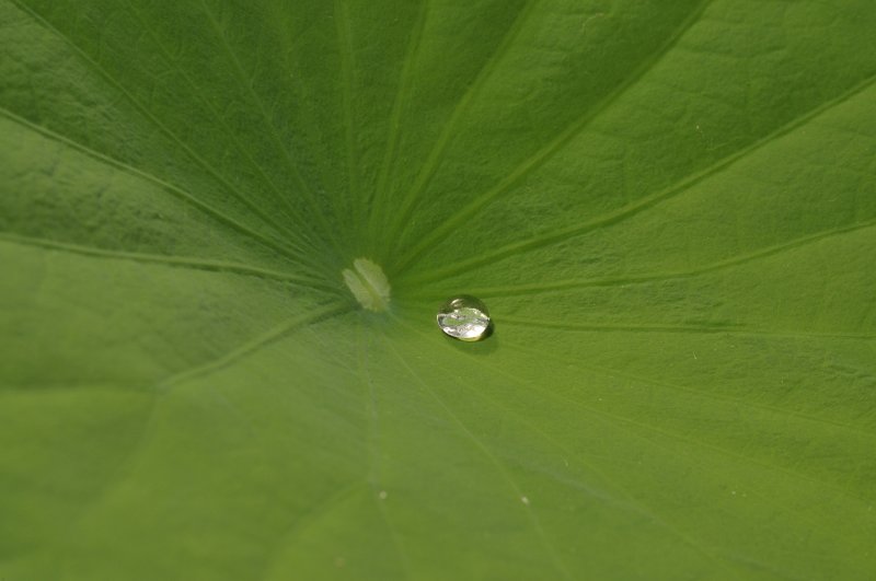 Drop on lotus leaf.