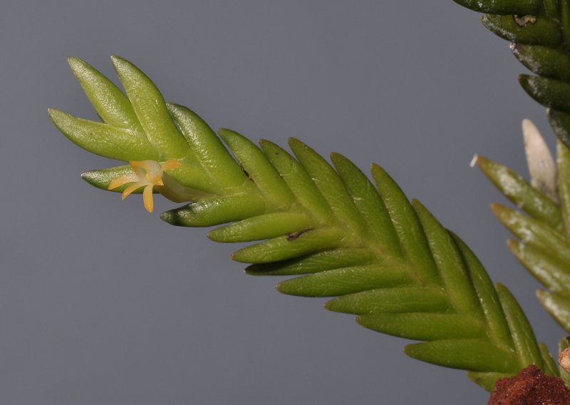 Angraecum podochiloides