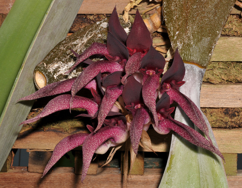 Bulbophyllum fletcherianum. Closer.