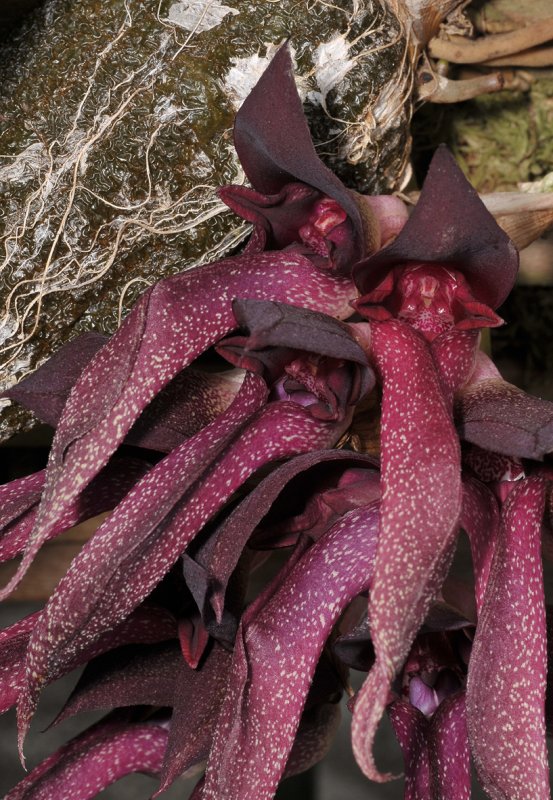 Bulbophyllum fletcherianum. Closer.