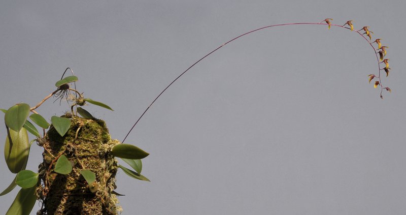 Bulbophyllum hengstumianum