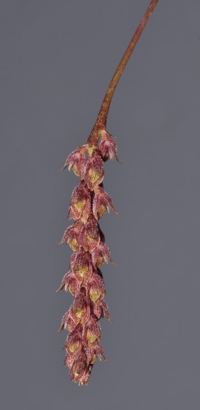 Bulbophyllum coniferum. Closer.