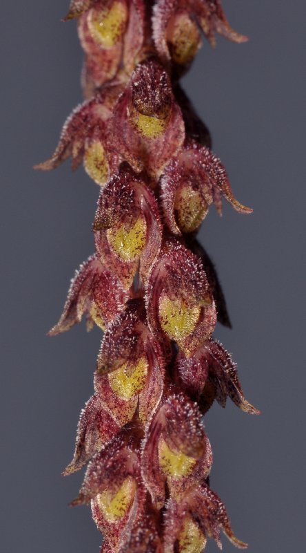 Bulbophyllum coniferum. Close-up.