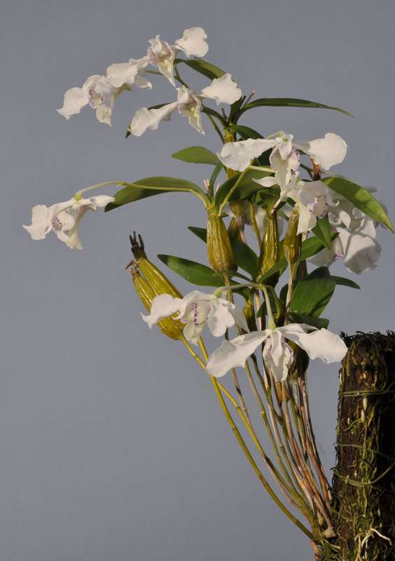 Dendrobium rhodostictum