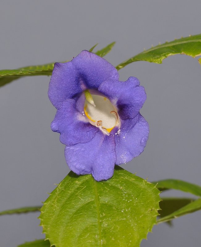 Impatiens namchabarwensis. Close-up